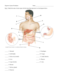 Digestive System Worksheet Name