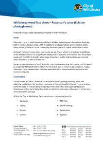 Whittlesea weed fact sheet – Pattersons curse