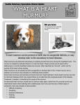 Heart Murmur Black and White - Seattle Veterinary Specialists