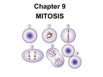 Chapter 9 MITOSIS - Model High School