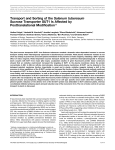 Transport and Sorting of the Solanum tuberosum Sucrose