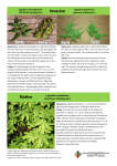 Lygodium Species Comparison Flyer