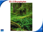 22–2 Bryophytes
