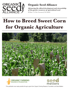 How to Breed Sweet Corn for Organic Agriculture