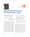 AMINO ACID OXIDATION AND THE PRODUCTION OF UREA
