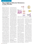 New Insights in Molecular Mechanisms of Male