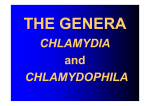 CHLAMYDIA and CHLAMYDOPHILA