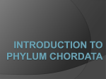 Introduction to Phylum Chordata