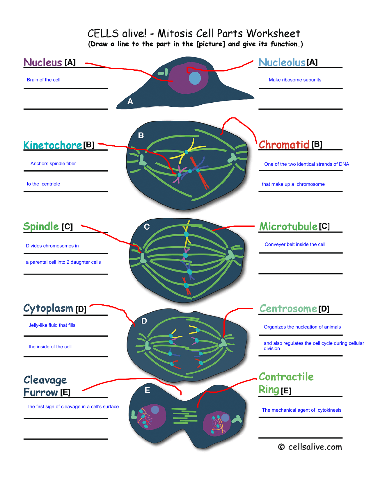 Brain of the cell Make ribosome subunits Anchors spindle fiber to the In Cells Alive Cell Cycle Worksheet