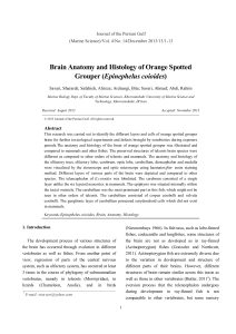 Brain Anatomy and Histology of Orange Spotted Grouper