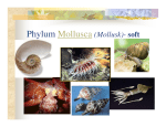 Mollusca notes () File