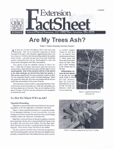 Ash Tree Fact Sheet