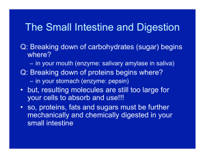 digestion part 3.pptx