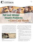 Fall and Winter Health Problems in Cow