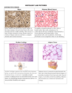 Bone Human Blood Smear