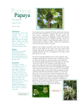Papaya - Canadian Organization for Tropical Education and