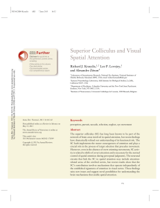 Superior Colliculus and Visual Spatial Attention