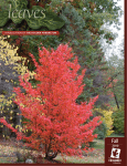 leaves - The Holden Arboretum
