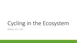Cycling in the Ecosystem