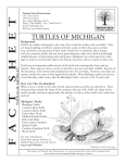 Turtles of Michigan - The City of Ann Arbor