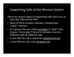 Supporting Cells of the Nervous System