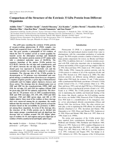 Comparison of the Structure of the Extrinsic 33 kDa Protein from