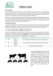 Polling in Cattle - South Devon Herd Book Society