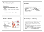 The Muscular System Objectives Muscles Kinds of