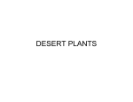 DESERT PLANTS