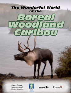 The Wonderful World Boreal Woodland Caribou