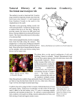 Natural History of the American Cranberry, Vaccinium macrocarpon