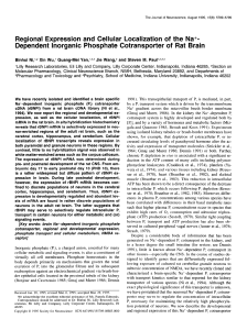 Dependent Inorganic Phosphate Cotransporter of Rat Brain