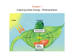 102Chapter 07 - Photosynthesis