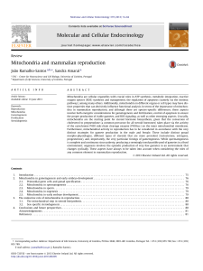 Mitochondria and mammalian reproduction