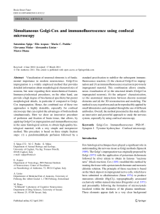 Simultaneous Golgi-Cox and immunofluorescence using confocal