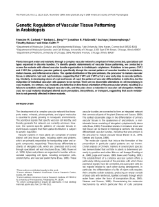 Genetic Regulation of Vascular Tissue Patterning in Arabidopsis