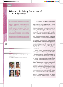 Diversity in P-loop Structure of A-ATP Synthase