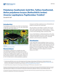 Polydamas Swallowtail, Gold Rim, Tailless Swallowtail, Battus