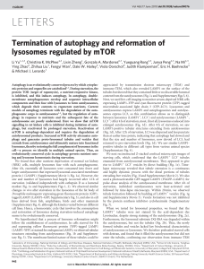 Termination of autophagy and reformation of lysosomes regulated