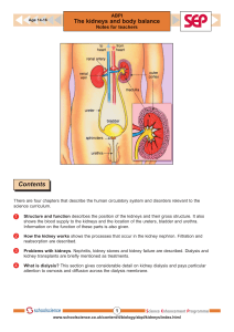 The kidneys and body balance