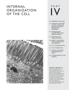 internal organization of the cell