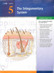 The Integumentary - Fullfrontalanatomy.com