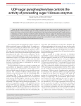 UDP-sugar pyrophosphorylase controls the activity of proceeding