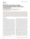 Structure and function of Zalpha, a Z conformation