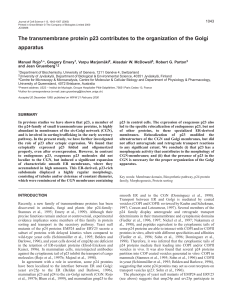p23 and organization of the Golgi apparatus