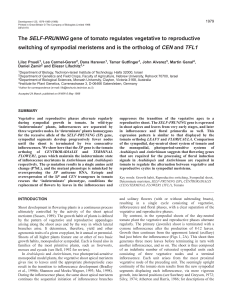 The SELF-PRUNING gene of tomato regulates