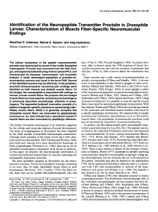 Identification of the Neuropeptide Transmitter Proctolin in Drosophila