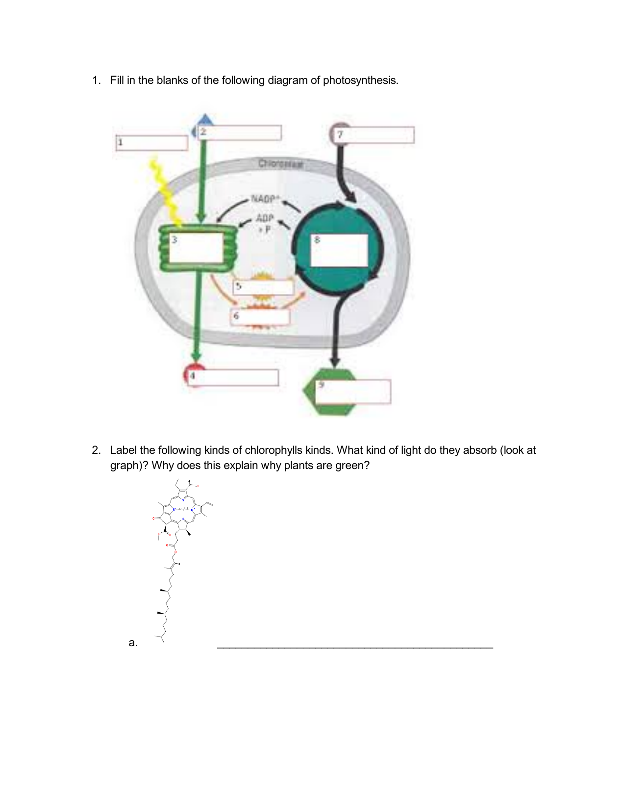 Photosynthesis Concept Map Blank