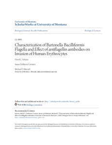 Characterization of Bartonella-Bacilliformis Flagella and Effect of