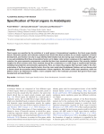 Specification of floral organs in Arabidopsis